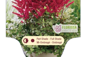 Astilbe 'Visions Volcano' New 2025